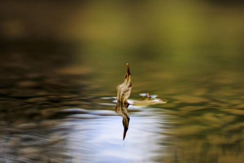 Hoja-en-agua